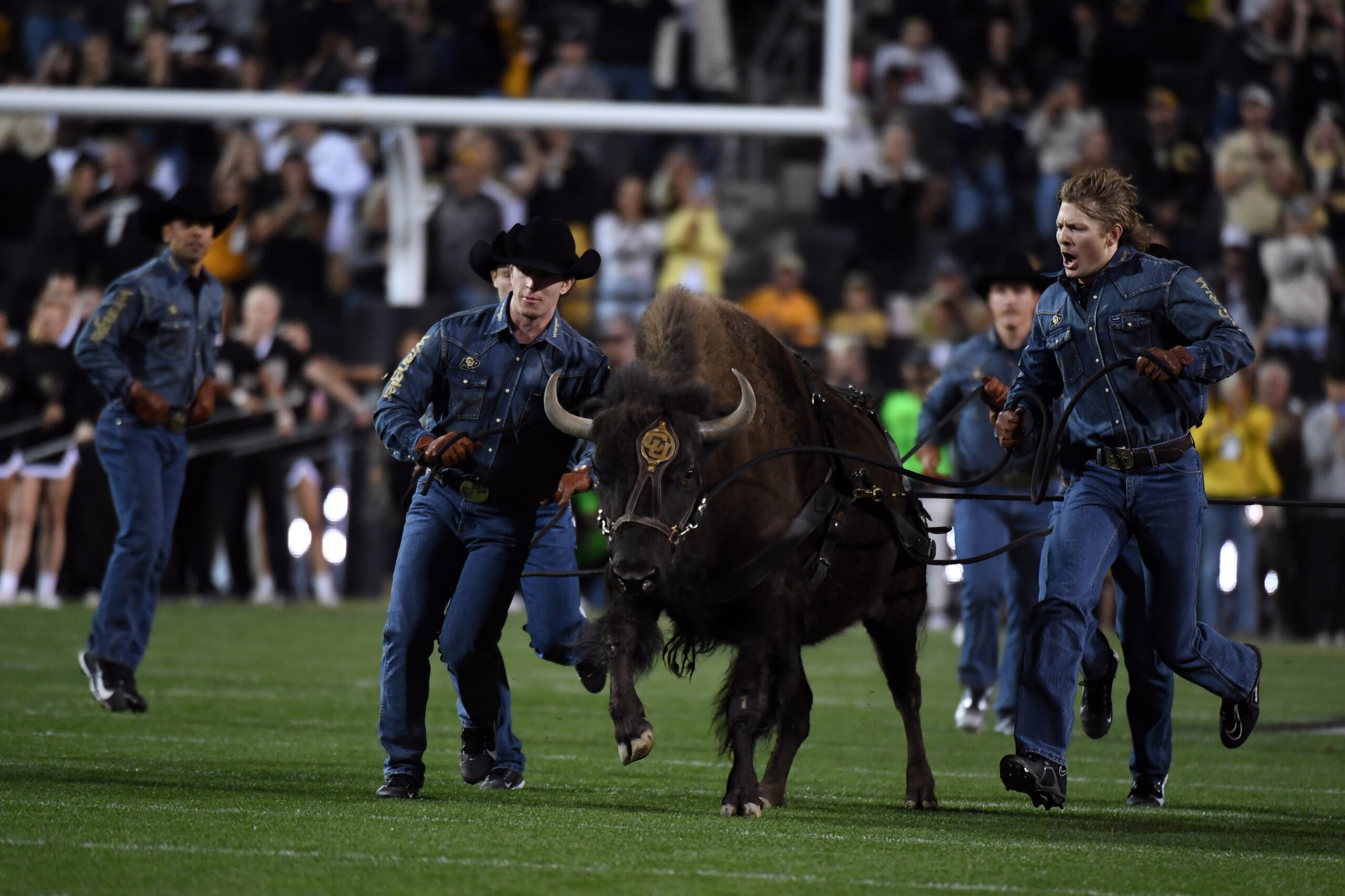 Oct 12, 2024; Boulder, Colorado, USA; Colorado Buffaloes mascot Ralphie runs on the field before the gale against the Kansas State Wildcats at Folsom Field. 